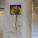 RESERVED Listing for isahetzel1 Complementary Royal Purple and Lemon Yellow Hand Made Paper Cards