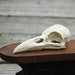 crow skull replica