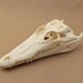 nile crocodile replica skull