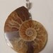 Ammonite fossil pendant in sterling