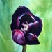 Black Tulip Original Miniature Watercolor Painting - ACEO - ATC