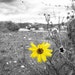 Grey And Yellow Decor, Nature Photography, Abstract, Black And White, Grey, Bright, Flower Photograph, Fall Decor, 5x7 Print
