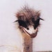art photo print ostrich head