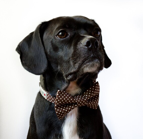 Coffee Brown Polka Dot Dog Bow Tie Collar