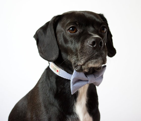 Blue Seersucker Bow Tie & Dog Collar by Silly Buddy