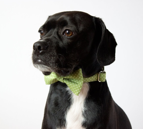 Celery Green Polka Dot Bow Tie Dog Collar