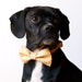 Sunshine Honeycomb Bowtie Dog Collar