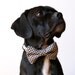 Farmers Checks Bow Tie Dog Collar