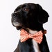 Tangerine Honeycomb Dog Bow Tie Collar