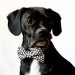 Black Honeycomb Dog Bow Tie Collar