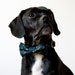Navy Sprout Dog Bowtie Collar