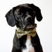 Pastel Green Plaid Dog Bow Tie Collar
