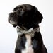 Gray Thistle Dog Bowtie Collar