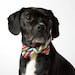 Colorful Stripes Bowtie Dog Collar