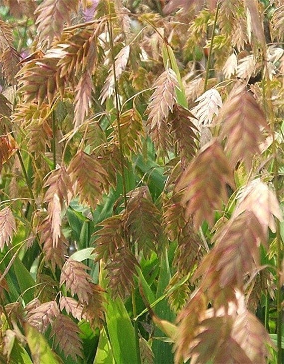 Northern Sea Oats Ornamental Grass Chasmanthium latifolium