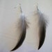 CLEARANCE SALE - Feather Earrings