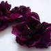 Destash - FOUR Raspberry Purple Peonies - 6 Inches - Budget Flowers - AS IS - No Returns