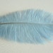 Baby Blue Ostrich Feathers