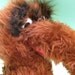 mr snuffleupagus toy