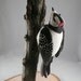 Hairy Woodpecker