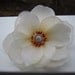 cream MAGNOLIA flower HAIR clip OR pin - sheer layers - Large