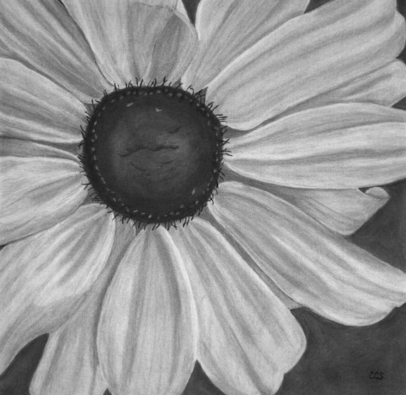 Items Similar To Flower Print Flower Drawing Fine Art Pri