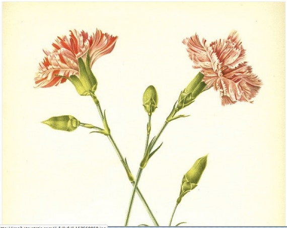 Botanical Print of Pink Carnations Vintage Mid Century