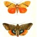 Antique Butterfly / Moth Print From Lloyd's Natural History by W.F.Kirby. London Original antique color chromolithograph from 1897