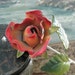 Rose Tole Enamelware Wall Hanger Vintage