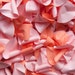 Pink and Peach Paper Rose Petals