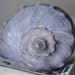 Beach Decor - Blue Whelk Seashell