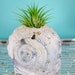 Beach Decor Queen Helmet Shell with Air Plant - Natural or PICK YOUR COLOR