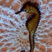 1960s Vintage Sea-horse Plastic Brooch