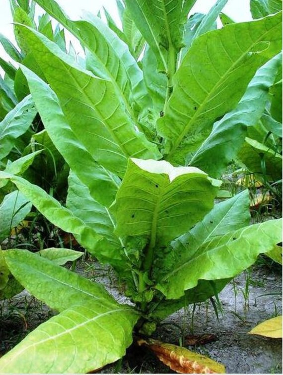 Homegrown Virginia bright-leaf tobacco seeds by ctjdesign on Etsy