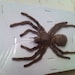 Exotic Rain Forest Tarantula - SHIP FREE