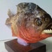 Rare Red Belly Piranha Specimen - SHIP FREE