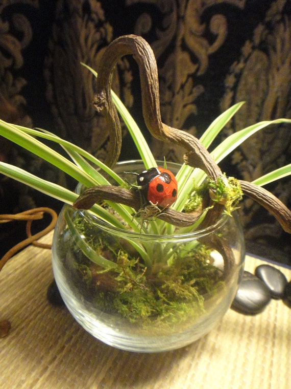 Lucky Lady Bug Moss and Spider Plant Terrarium by HikariDesign