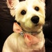 Dog Collar Bling - Rhinestone/Pearl Velcro Bow