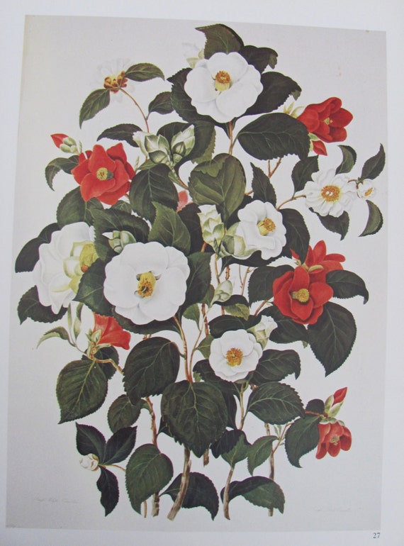 Items similar to Vintage Wild Rose Botanical Print on Etsy