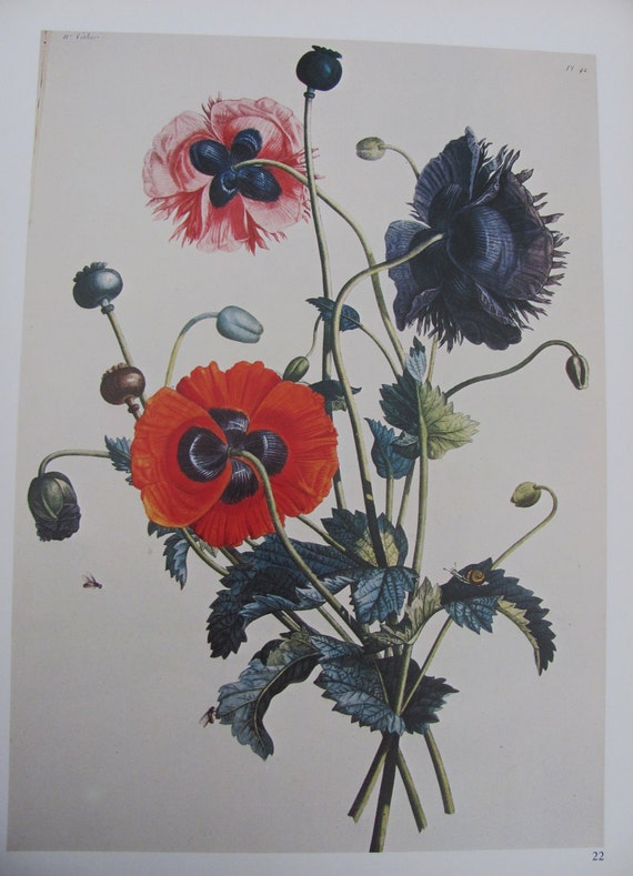 Vintage Poppy Botanical Print by crosseyedcrickets on Etsy