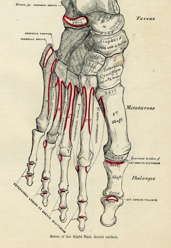 Anatomy Illustration HUMAN FOOT 1887 Color Medical Antique