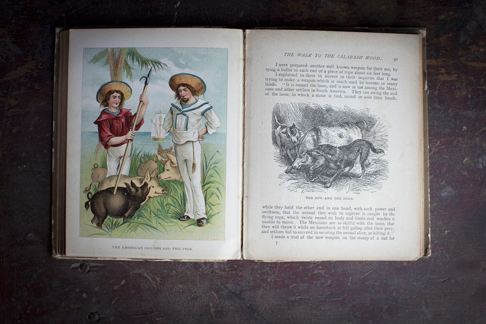 essay questions for swiss family robinson essay questions for swiss family robinson