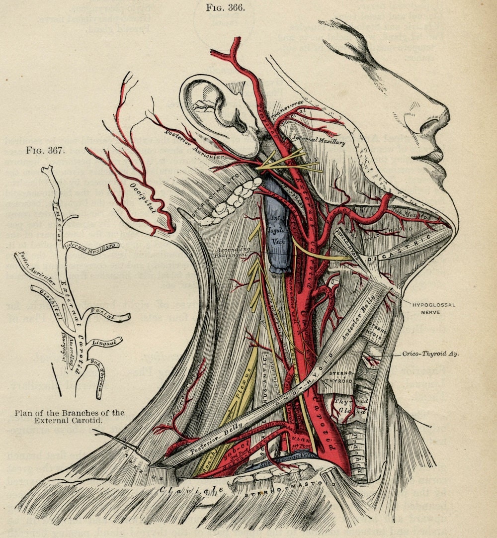 Human Head Human Body Anatomy Illustration 1887 Color