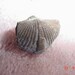 Pyritized Brachiopod Clam Shell Fossil Wire Wrap or Necklace 1 In