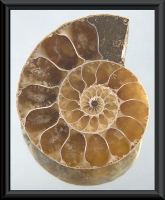 FOSSIL: Ammonite Snail Shell Half / Polished by RayGabriel