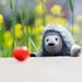 Yoshi - the hedgehog , soft art toy by Wassupbrothers.