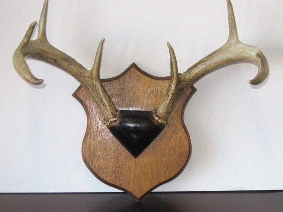 Vintage Deer Antlers Mounted On A Wood Plaque