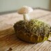 Felted mushroom in a light yellow bottlecap, Natural White