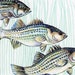 Fish Art- ORIGINAL Ink Drawing - Striped Bass School of Fish - HAND DRAWN 5x7"