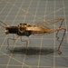 Dichromorpha Sparkiridis Made-to-order